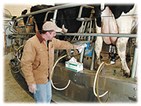 Dry Dairy Towels Dry Dairy Towels